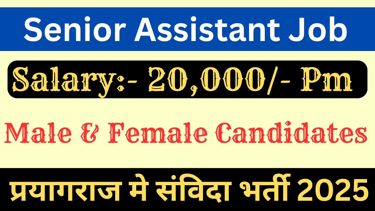 Senior Assistant Job